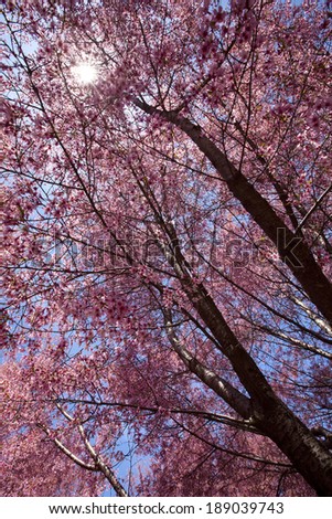 Cherry blossom trees in Flushing meadows corona park at New York City during spring.