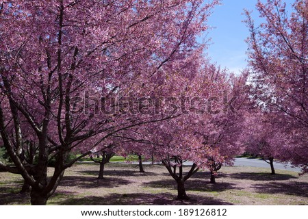Cherry blossom trees in Flushing meadows corona park at New York City during spring.
