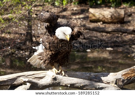 The Bald Eagle (Haliaeetus leucocephalusis) a bird of prey found in North America.