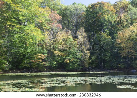 Swan lake - Rockefeller State Park Preserve at Autumn