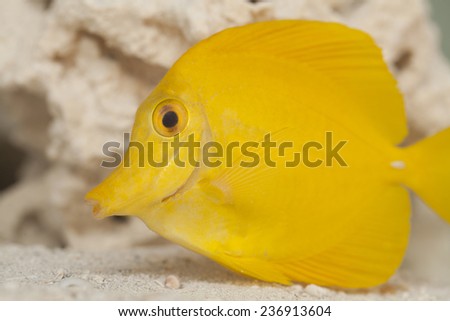 The yellow tang (Zebrasoma flavescens) is a saltwater fish species of the family Acanthuridae. It is one of the most popular aquarium fish.