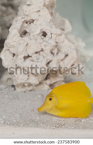 The yellow tang (Zebrasoma flavescens) is a saltwater fish species of the family Acanthuridae. It is one of the most popular aquarium fish.