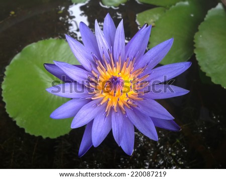Beautiful blue water lily on water