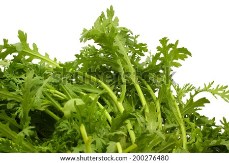 Shungiku, also known as tong hao, or edible chrysanthemum, Isolated on white. A leaf herb commonly used in asian food.