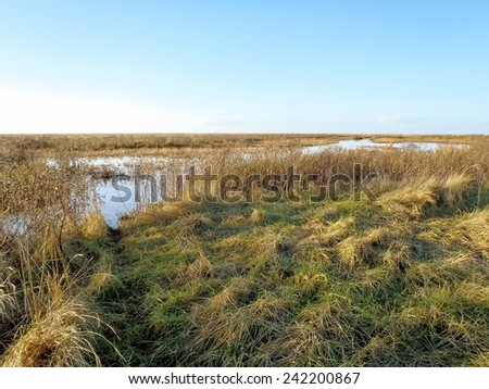 Pilsum, Germany: Coastal vegetation in the area of the tides along the coast