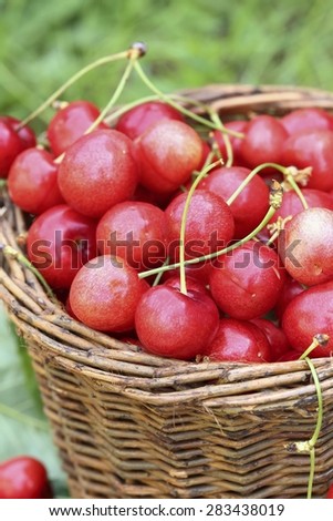 Cherries fruit in the basket