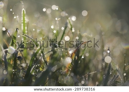 Blur morning dew on blades of grass during sunrise and blur bokeh