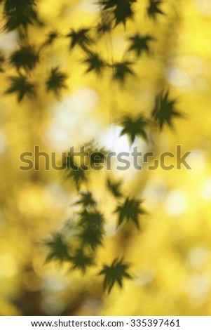 Blur green japanese maple leaves with yellow garden bokeh background and sun beams