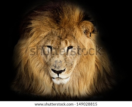 lion on a black background