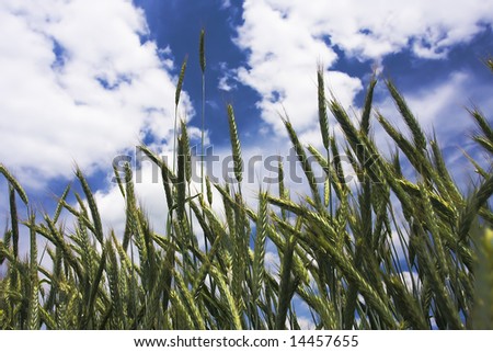 harvest of barley against blue sky
