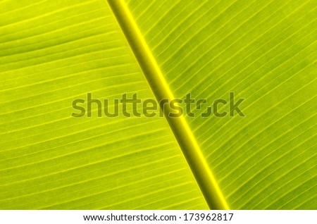 A photo of season of Banana leaves, Banana leaves.