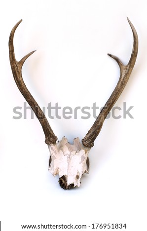This Is Horns Of Deer Very Well Kept On Isolate.