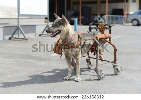 Disabled dog in a wheelchair.