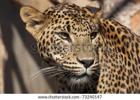 Close-up of face and torso of beautiful spotted leopard