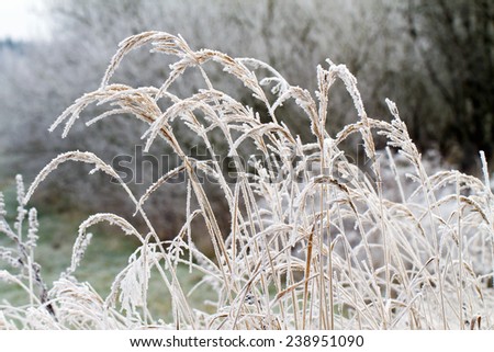 Dry grass in hoarfrost the beginning of winter