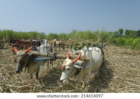 Maharashtra, India, Circa November 2006: Activity of loading the bullock carts with Sugarcane in the field Maharashtra,India.