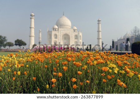 Flowers in focus on the background of OUT OF FOCUS Taj mahal at Agra A UNESCO World Heritage Site, A monument of love, the Greatest White marble tomb in India, Agra, Uttar Pradesh.