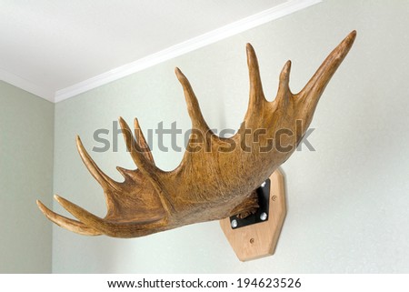The big horn of an elk strengthened on a wall as a detail of an interior.