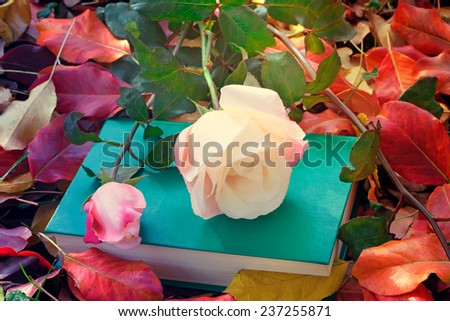 Still life: a beautiful pale pink rose and a book on the ground in the garden among the fallen autumn leaves.