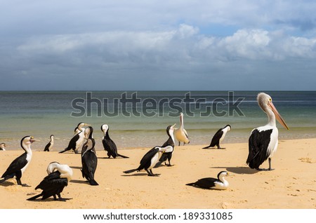 The big Australian pelicans stand and sit  on the beach