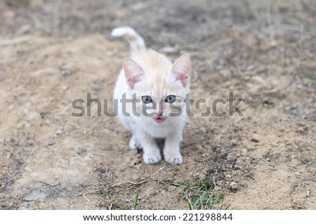 Ginger cat meowing outdoor and looking straight