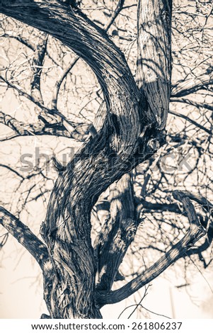 Tree of Mystery. Old Plain Tree Closeup Photo.