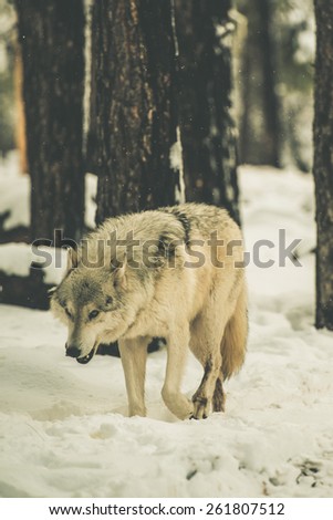 Lonely White Wolf in California Sierra Nevada Mountain Forest.