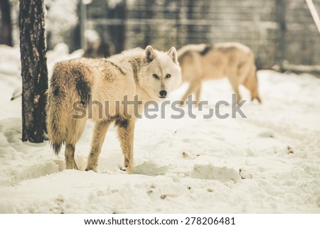 White Wolfs Pack in Snowy Forest of Northern Lands.