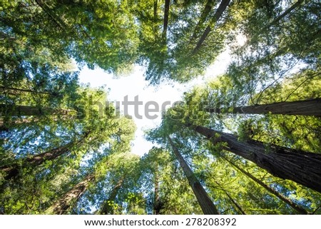 The Forest Above. Surrounding Redwood Forest Concept Photo. California Redwood.