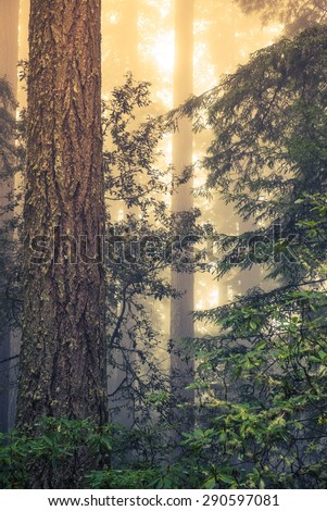 Wild Redwood Forest Covered by Coastal Fog. Redwood National Park, California, United States.