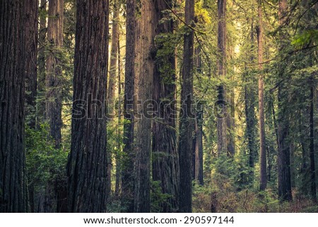 Redwood Mystery Forest, California, United States. Redwood State Park.