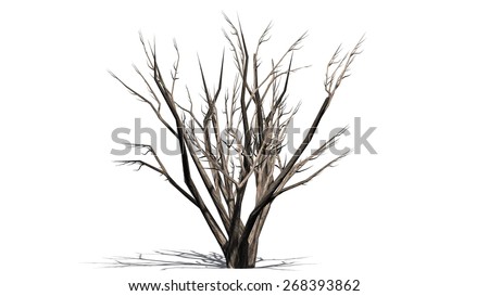 African Boabab winter - tree on white background
