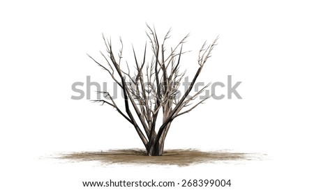 Crape Myrtle - winter tree on white background