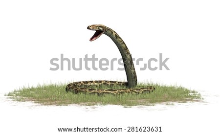 python snake - isolated on white background