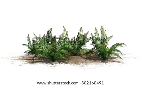 fern plants - separated on white background