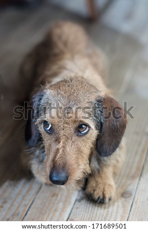 Sad eyes on a cute dog laying on the wooden floor / Sad dog