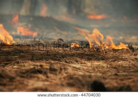 Burning pine needles in the forest