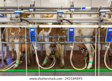 Cow milking facility in a modern farm