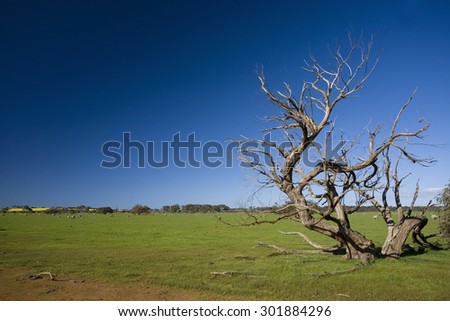 Grass field with bizarre dead tree in Kangaroo Island, Australia