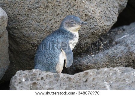 Little penguin returning from sea to the nesting area in the evening, shot in low light