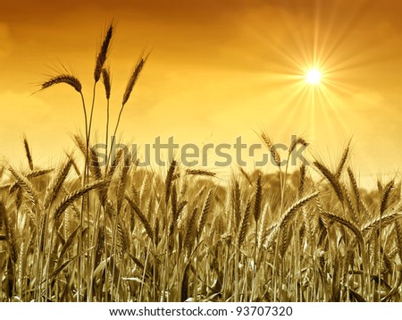 Golden wheat field in summer with sun and gold sky.