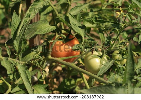 bush tomato garden