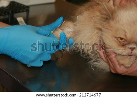 bled from the paw of the animal cat fur needle syringe glove care disease doctor zoo veterinarian
