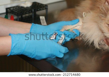 bled from the paw of the animal cat fur needle syringe glove care disease doctor zoo veterinarian