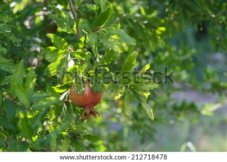 Pomegranate fruit unripe fruit health healthy plant tree foliage branches south