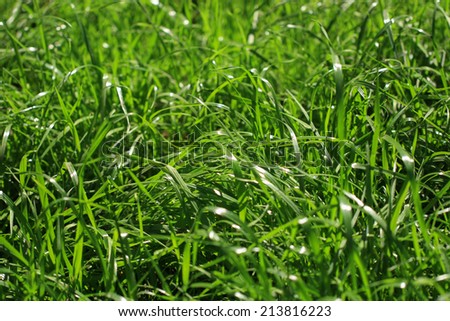 meadow of green grass in the sun dew drops light nature nature ecology