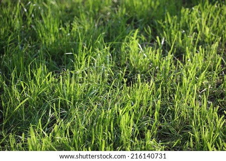 field of green grass meadow nature ecology