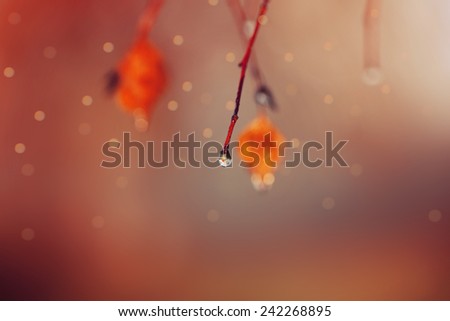 Magic Autumn a drop of water on a branch dew bokeh mystic selective soft focus toned photo