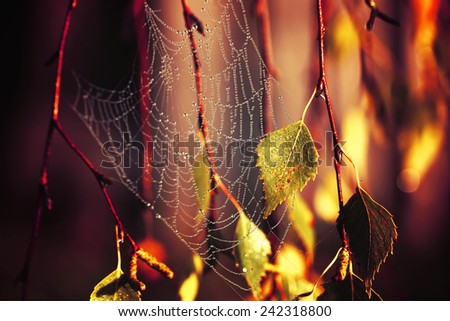 Magic Autumn a drop of water on a branch cobweb dew bokeh mystic selective soft focus toned photo