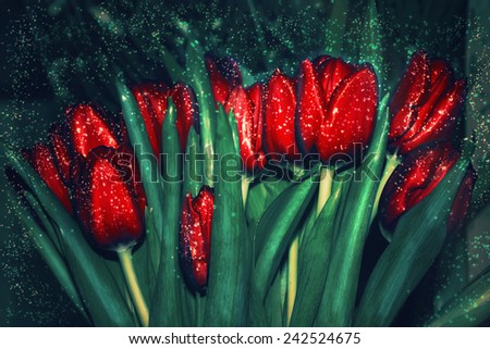 bouquet of tulips flowers Magic mystic soft selective focus toned photo
